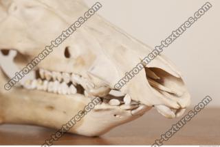 Photo References of Skull